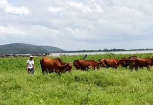 Unlocking Economic Success and Sustainable Aquaculture at Dau Tieng Lake - image 2