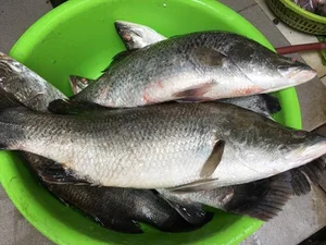 The Surprising Fish Healthier Than Salmon: Nutritional Benefits and Sustainable Choices - image 4