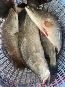 The Surprising Fish Healthier Than Salmon: Nutritional Benefits and Sustainable Choices - image 1
