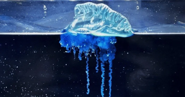 The mesmerizing blue jellyfish discovered off the coast of Japan