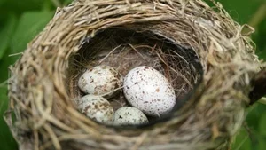 Sự thật thú vị về loài chim 'bắt cô trói cột' nổi tiếng tại Việt Nam - image 4