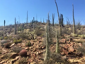 Discovering the World's Strangest Succulent Plants: A Close-Up Look - image 8