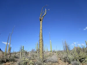 Discovering the World's Strangest Succulent Plants: A Close-Up Look - image 9