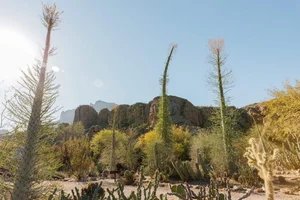 Discovering the World's Strangest Succulent Plants: A Close-Up Look - image 1
