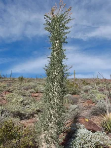 Discovering the World's Strangest Succulent Plants: A Close-Up Look - image 7