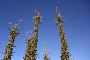 Discovering the World's Strangest Succulent Plants: A Close-Up Look - image 2