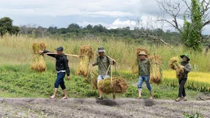 Quang Linh Vlogs Succeeds in Angola: Transforming Agriculture and Welcoming Diplomatic Visits - image 0