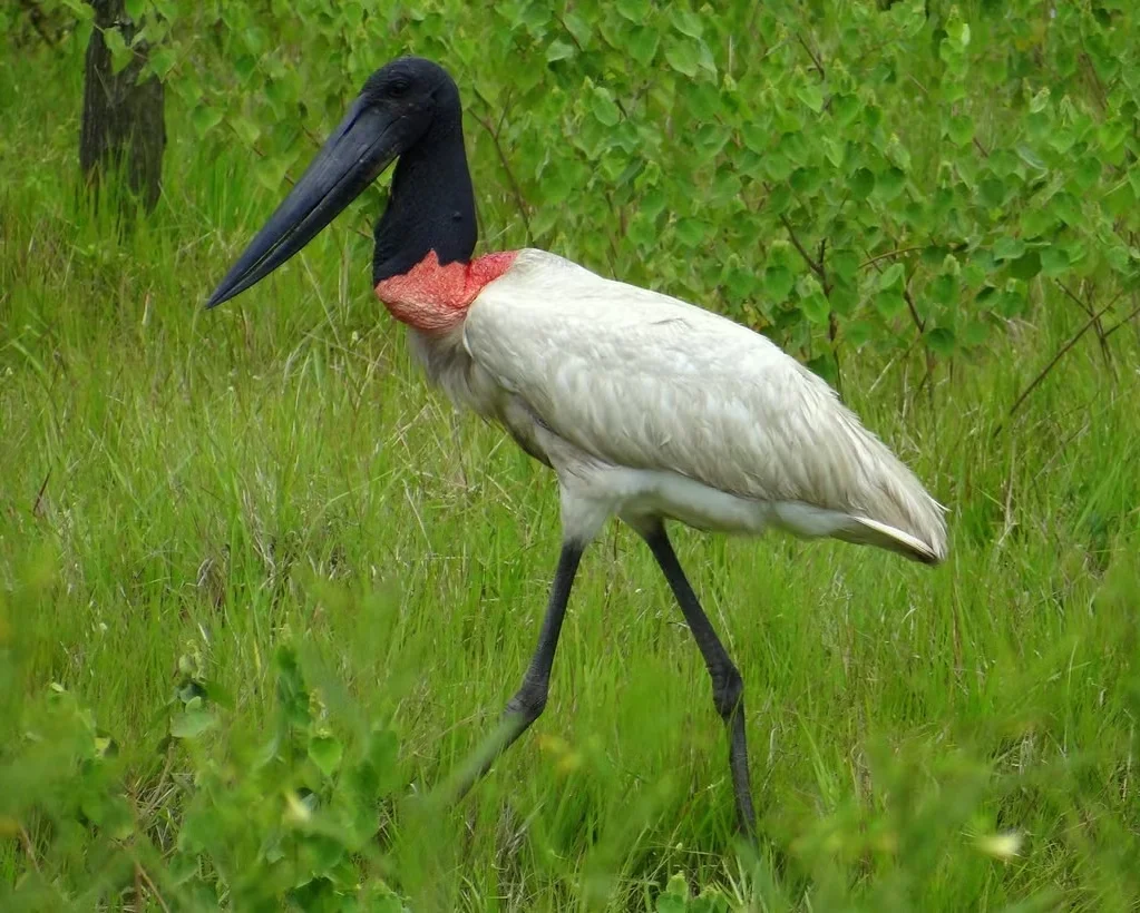 The Marabou Stork: Nature’s Giant Scavenger with a Unique and Striking Appearance