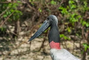 The Marabou Stork: Nature’s Giant Scavenger with a Unique and Striking Appearance - image 6