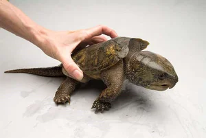 Discovering the Most Bizarre and Haunting Exotic Animals in Vietnam - image 2