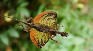 Discovering the Most Bizarre and Haunting Exotic Animals in Vietnam - image 0