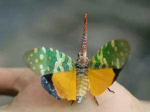 Discovering the Most Bizarre and Haunting Exotic Animals in Vietnam - image 1