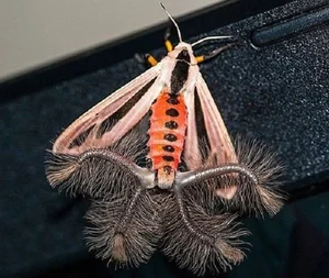 Discovering the Most Bizarre and Haunting Exotic Animals in Vietnam - image 7
