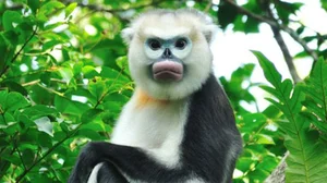 Discovering the Most Bizarre and Haunting Exotic Animals in Vietnam - image 4