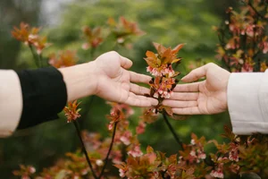 Experience the Magical Maple Leaf Season at Bach Ma National Park, Vietnam - image 1