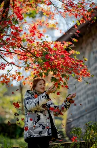 Experience the Magical Maple Leaf Season at Bach Ma National Park, Vietnam - image 5