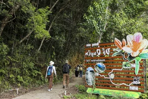 Experience the Magical Maple Leaf Season at Bach Ma National Park, Vietnam - image 2