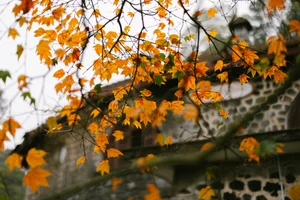 Experience the Magical Maple Leaf Season at Bach Ma National Park, Vietnam - image 7