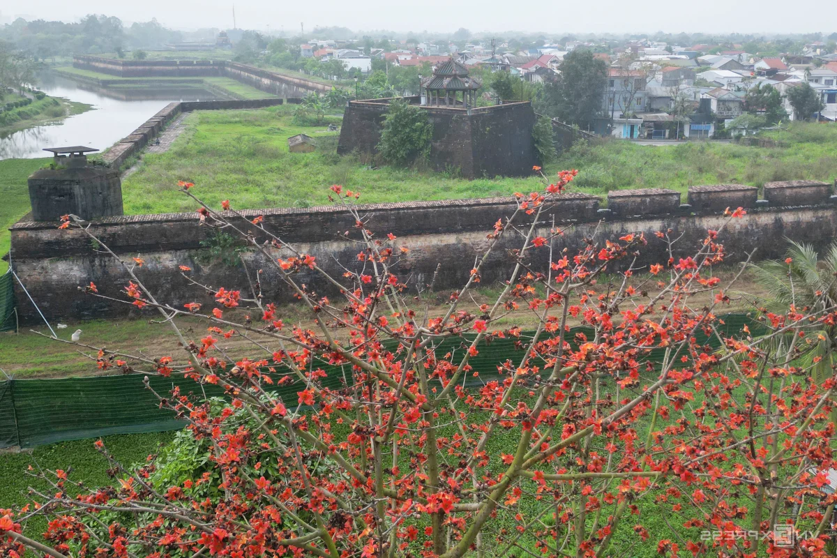 Capturing the Vibrant Red Silk Cotton Flowers Along the Huong River in Hue