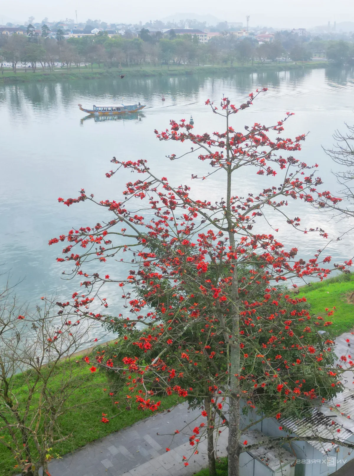 Capturing the Vibrant Red Silk Cotton Flowers Along the Huong River in Hue