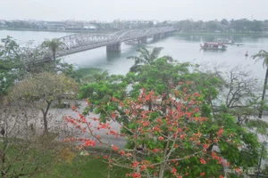 Capturing the Vibrant Red Silk Cotton Flowers Along the Huong River in Hue - image 7