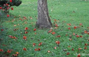 Capturing the Vibrant Red Silk Cotton Flowers Along the Huong River in Hue - image 9