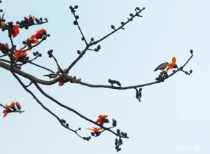 Capturing the Vibrant Red Silk Cotton Flowers Along the Huong River in Hue - image 8
