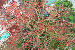 Capturing the Vibrant Red Silk Cotton Flowers Along the Huong River in Hue - image 2