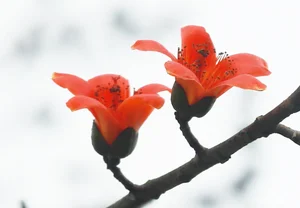 Capturing the Vibrant Red Silk Cotton Flowers Along the Huong River in Hue - image 3