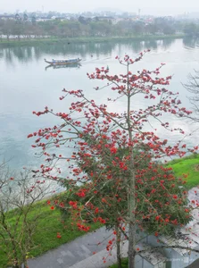 Capturing the Vibrant Red Silk Cotton Flowers Along the Huong River in Hue - image 1