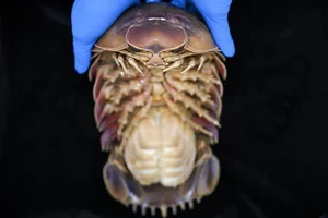 Rare Wildlife Sighting in Vietnam: A Groundbreaking Discovery for Global Biodiversity - image 5