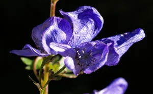 The Hauntingly Beautiful and Highly Toxic Flowers of Vietnam - image 5