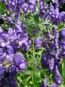 The Hauntingly Beautiful and Highly Toxic Flowers of Vietnam - image 4