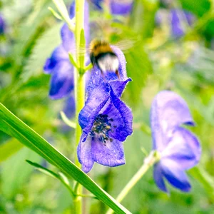 The Hauntingly Beautiful and Highly Toxic Flowers of Vietnam - image 3