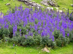 The Hauntingly Beautiful and Highly Toxic Flowers of Vietnam - image 0