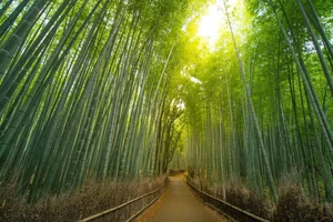 Breathtaking Scenic Drives: The Most Beautiful Roads in the World - image 1