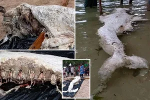 The Mystery of the 'Mermaid' Washed Ashore: Expert Explanations and Marine Biology Truths - image 6