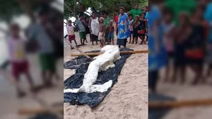 The Mystery of the 'Mermaid' Washed Ashore: Expert Explanations and Marine Biology Truths - image 3