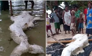 The Mystery of the 'Mermaid' Washed Ashore: Expert Explanations and Marine Biology Truths - image 5