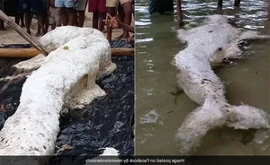 The Mystery of the 'Mermaid' Washed Ashore: Expert Explanations and Marine Biology Truths - image 2