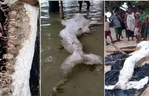 The Mystery of the 'Mermaid' Washed Ashore: Expert Explanations and Marine Biology Truths - image 0