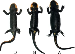 Groundbreaking Discovery of a New Animal Species in Vietnam 2023 - image 5