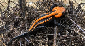 Groundbreaking Discovery of a New Animal Species in Vietnam 2023 - image 4