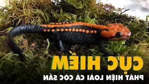 Groundbreaking Discovery of a New Animal Species in Vietnam 2023 - image 0