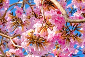 Soc Trang’s Dreamy Pink Trumpet Flower Road Becomes a Viral Tourism Sensation - image 7
