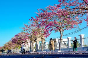 Soc Trang’s Dreamy Pink Trumpet Flower Road Becomes a Viral Tourism Sensation - image 2
