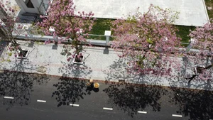 Soc Trang’s Dreamy Pink Trumpet Flower Road Becomes a Viral Tourism Sensation - image 6