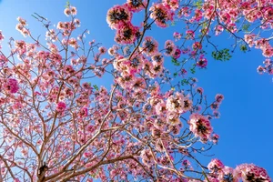 Soc Trang’s Dreamy Pink Trumpet Flower Road Becomes a Viral Tourism Sensation - image 10