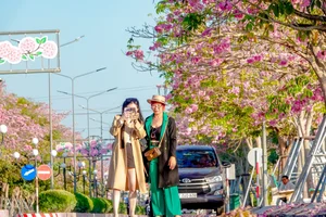 Soc Trang’s Dreamy Pink Trumpet Flower Road Becomes a Viral Tourism Sensation - image 4