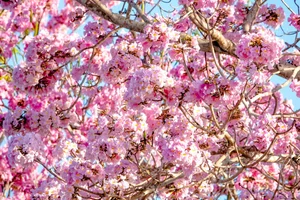 Soc Trang’s Dreamy Pink Trumpet Flower Road Becomes a Viral Tourism Sensation - image 0